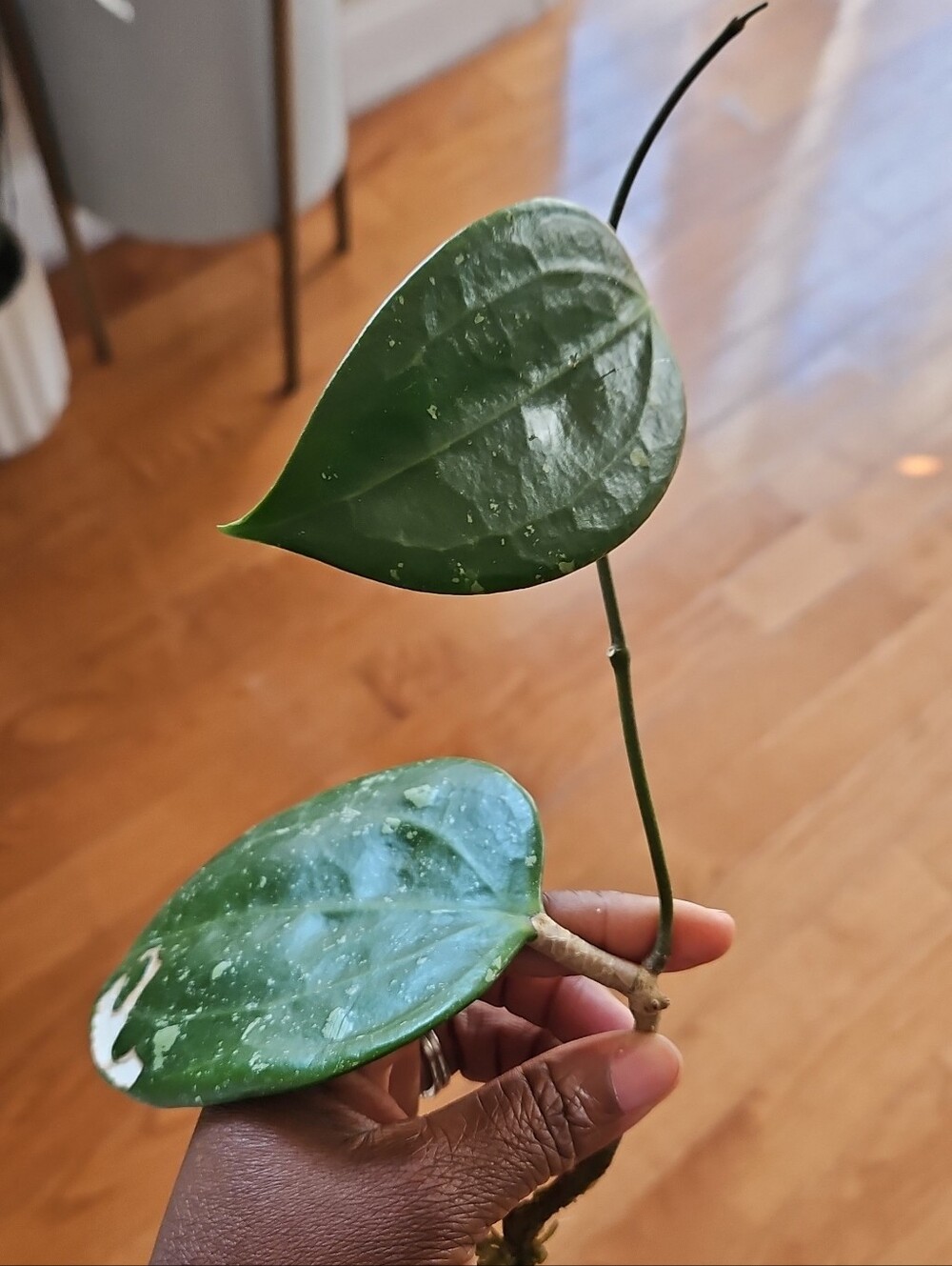 Hoya IML-1410 Cutting, Well Rooted And Has New Growth